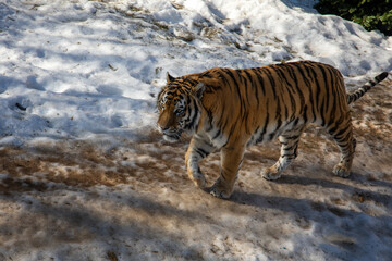 Bengal tiger walking in the snow