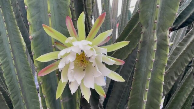 Bees pollinating a Brazilian mandacaru cactus flower.