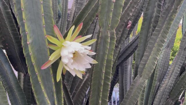 Bees pollinating a Brazilian mandacaru cactus flower.
