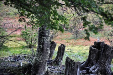 Paysage de Terre de Feu, forêt et arbres coupés, Ushuaia, Patagonie, Argentine