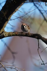 Cute sparrow on a twig around a bird feeder in a winter suburban forest