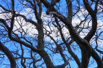 Dark bare trees against the blue sky