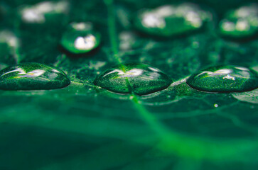 Macro de gotas en hoja verde