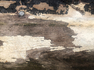 wooden background with knots texture and grain grungy from above