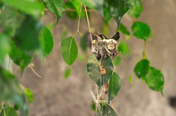 Nido de colibrí © Maelia Rouch