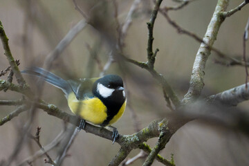 Cute Titmouse on a twig around the bird feeder in winter suburban forest