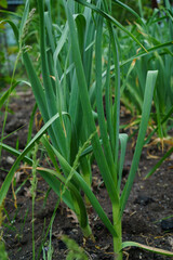 Garlic shoots in the garden.