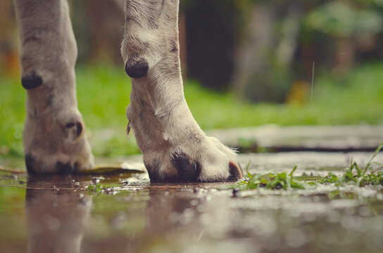 Close-up de patas de perro bajo la lluvia