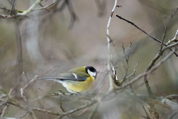 Cute Titmouse on a twig around the bird feeder in winter suburban forest
