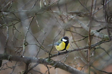 Cute Titmouse on a twig around the bird feeder in winter suburban forest