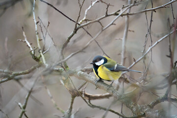 Fototapeta premium Cute Titmouse on a twig around the bird feeder in winter suburban forest