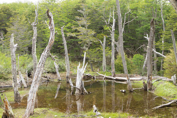 Woodland destroyed by beavers, Tierra del Fuego park, Argentina