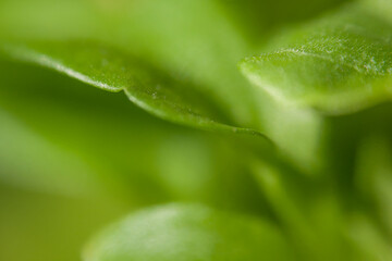 Lush natural spring leaves, macro soft focus. Green nature background for website or wrapping paper. Macro detail of leaves.