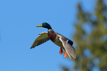 Mallard Duck Coming Into the Decoys