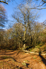 Obraz premium Autumn (fall) colors on the trees and leaves on a sunny day (Silent Valley, Wales)
