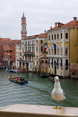 Seagull standing on the edge of the Rialto Bridge overlooking the Grand Canal of Venice