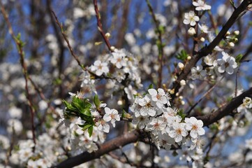 Cherry blossoms against the blue sky. Spring flowering. Flowers of fruit trees. White flowers.Bokeh.