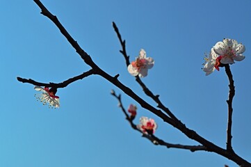 Cherry blossoms against the blue sky. Spring flowering. Flowers of fruit trees. White flowers on a blue background. Cherry blossoms against the blue sky. Spring flowering.  White flowers. Bokeh.
