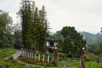 Fototapeta na wymiar Country house Colombian coffee axis, high apple tree. Pereira Colombia
