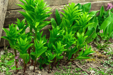 Young leaves of Fritillaria imperialis in the garden. Spring seasonal of growing plants. Gardening concept