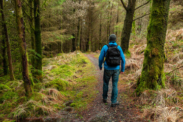 Obraz premium Male tourist walking on a path in a forest. Man in blue jacket with black backpack. Travel and outdoor activity concept. Green and yellow color.