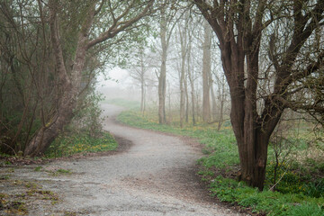 Small walking foot path in a forest park in a fog. Calm and mysterious mood. Beautiful nature scene. Selective focus