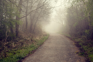 Obraz premium Nature scene in a park. Small foot path in a fog. Nobody. Selective focus. Calm and mysterious atmosphere.