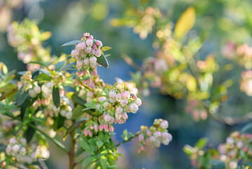 Blueberry Tree and Pink flower