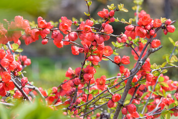 Red flower of Japanese quince