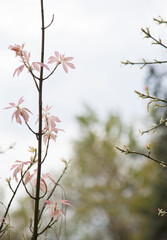 Pink leaves