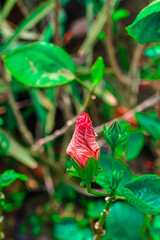 Bud of a hibiscus flower on a tree.