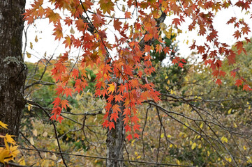 山間にあるキャンプ場から見る秋の紅葉の景色