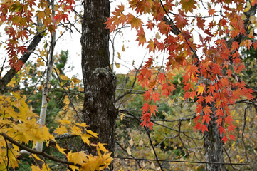 山間にあるキャンプ場から見る秋の紅葉の景色