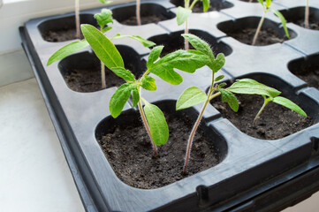 Tomato seedlings in gray plastic containers close-up. Green sprouts of a plant grown in cells in the ground for planting. The concept of indoor gardening, household. Selective focus.