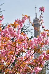 Paris, France. Cherry blossoms and the Eiffel Tower. March 28, 2022.