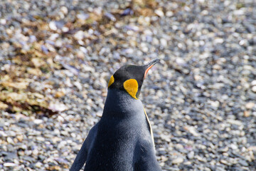 King penguin on Martillo island beach, Ushuaia