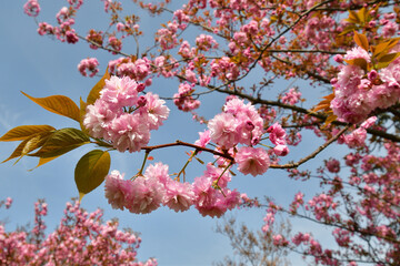 Paris, France. Cherry blossoms blooming in the Trocadero Gardens. March 28, 2022.
