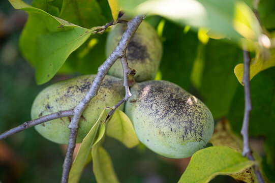 Paw paw fruit ripening on a tree