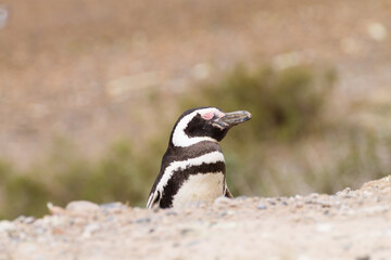 Magellanic penguin. Caleta Valdes penguin colony, Patagonia, Argentina