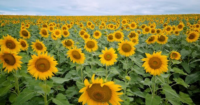 Sunflower farm in Queensland Australia