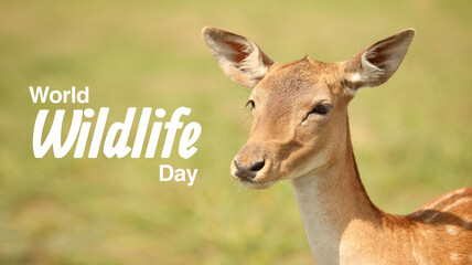 Beautiful deer in sanctuary and text WORLD WILDLIFE DAY