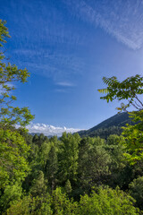 Obraz premium arboles bajo el manto azul