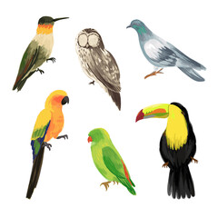 hand drawn birds realistic illustration