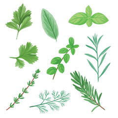 vector green aromatic herbs in watercolour style