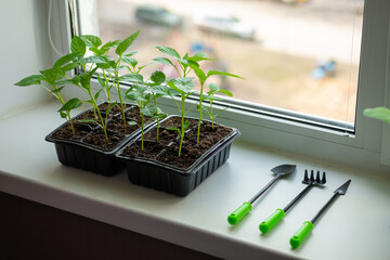 Growing vegetables pepper sprouts from seeds at home. Boxes with seedlings is on windowsill at home.