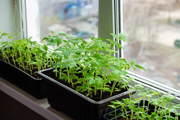 Growing vegetables tomatoes sprouts from seeds at home. Box with seedlings is on windowsill.