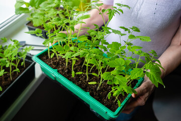 Growing vegetables tomatoes sprouts from seeds at home. Elderly woman holds a box of seedlings at home or in a greenhouse.