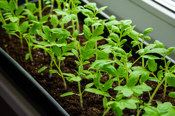 Growing vegetables tomatoes sprouts from seeds at home. Box with seedlings is on windowsill.