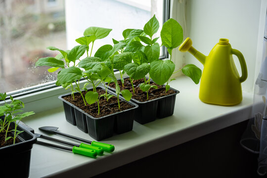 Box with seedlings is on windowsill at home. Growing vegetables eggplant sprouts from seeds at home.