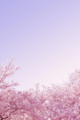 Beautiful spring flower cherry blossoms, Sakura Flower With Beautiful Nature Background
